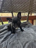 Bella , a female French Bulldog for sale in Newalla, OK – Photo 1 of 4