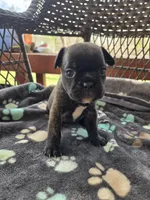 Elizabeth , a female French Bulldog for sale in Newalla, OK – Photo 2 of 5