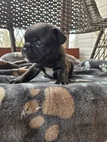 Elizabeth , a female French Bulldog for sale in Newalla, OK – Photo 1 of 5