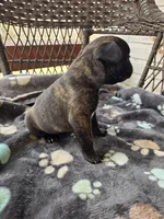 Elizabeth , a female French Bulldog for sale in Newalla, OK – Photo 5 of 5