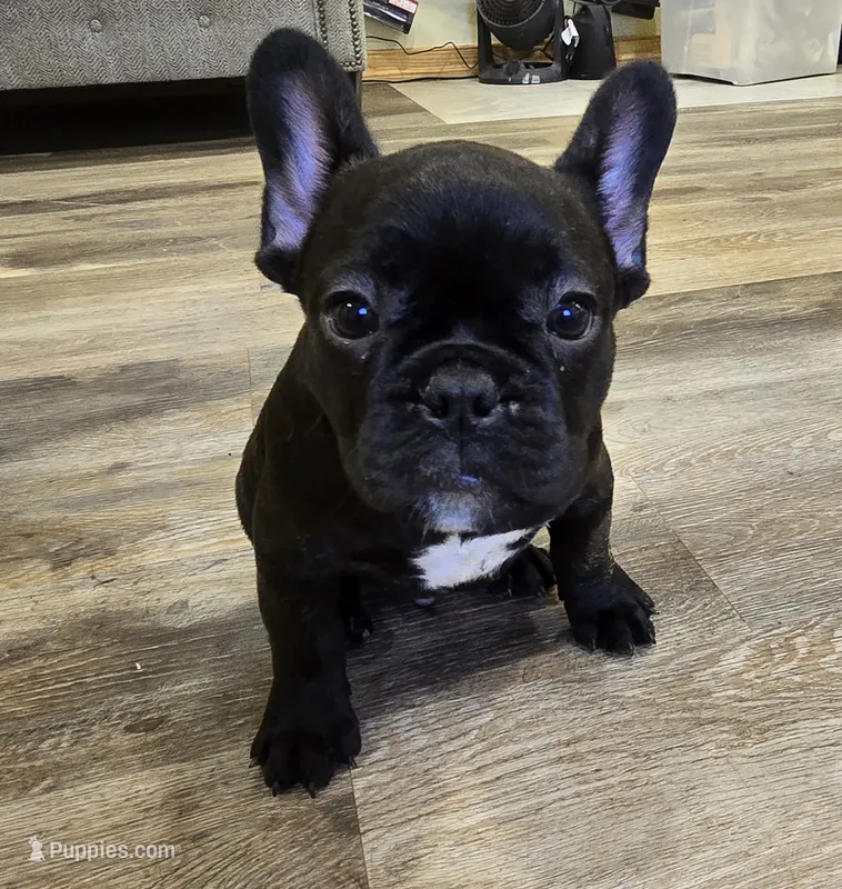 Bear – French Bulldog puppy for sale in Newalla, OK