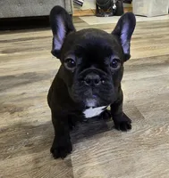 Bear, a male French Bulldog for sale in Newalla, OK – 1 of 5