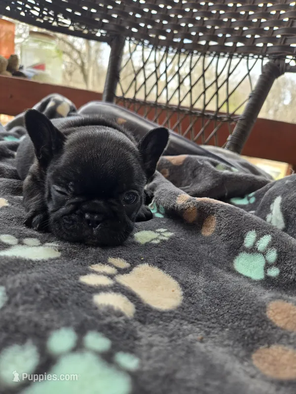 Snoopy – French Bulldog puppy for sale in Newalla, OK