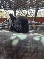 Snoopy, a male French Bulldog for sale in Newalla, OK – Photo 3 of 4
