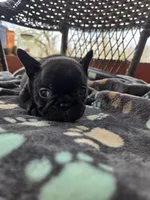 Snoopy, a male French Bulldog for sale in Newalla, OK – Photo 2 of 4
