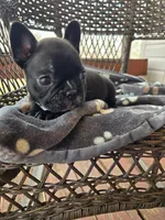 Maverick , a male French Bulldog for sale in Newalla, OK – Photo 2 of 4