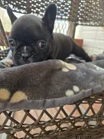 Maverick , a male French Bulldog for sale in Newalla, OK – Photo 1 of 4
