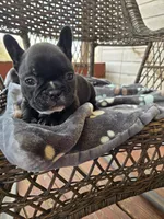 Maverick , a male French Bulldog for sale in Newalla, OK – Photo 4 of 4