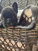 Maverick , a male French Bulldog for sale in Newalla, OK – Photo 3 of 4