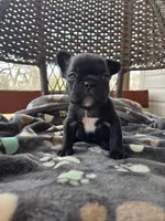 Goose, a male French Bulldog for sale in Newalla, OK – Photo 2 of 5