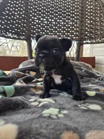 Goose, a male French Bulldog for sale in Newalla, OK – Photo 3 of 5