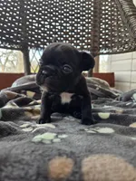 Goose, a male French Bulldog for sale in Newalla, OK – Photo 4 of 5