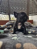 Goose, a male French Bulldog for sale in Newalla, OK – Photo 1 of 5