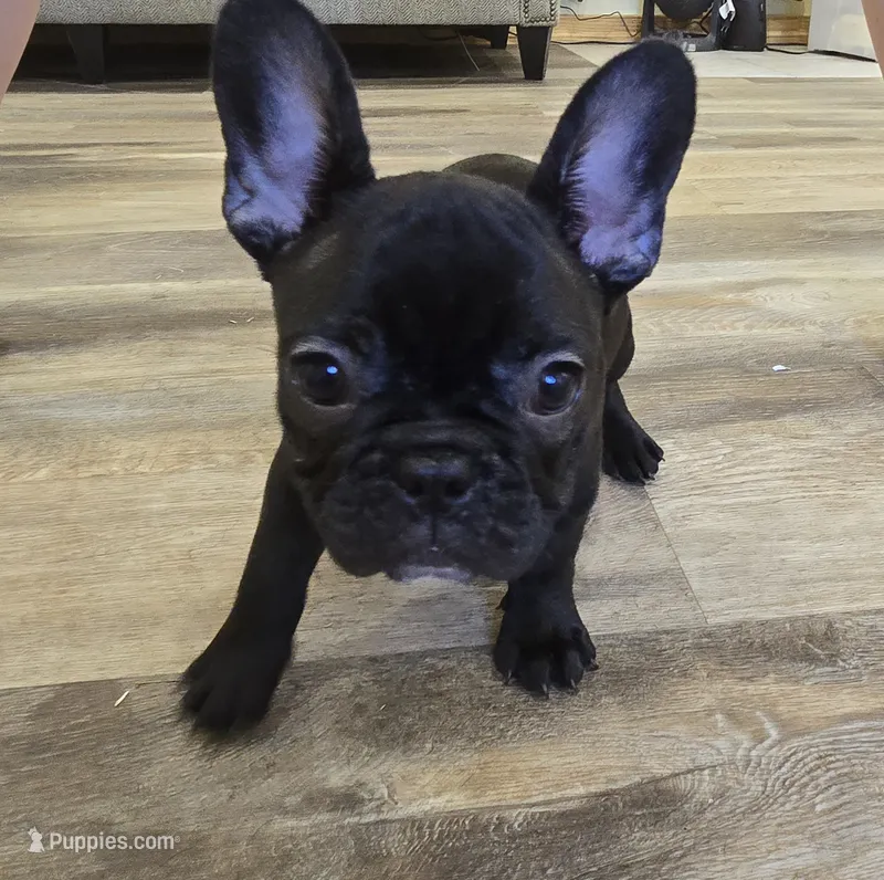 Snoopy – French Bulldog puppy for sale in Newalla, OK