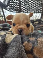 Toby, a male French Bulldog for sale in Newalla, OK – Photo 2 of 4