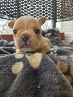 Toby, a male French Bulldog for sale in Newalla, OK – Photo 3 of 4