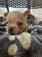 Toby, a male French Bulldog for sale in Newalla, OK – Photo 1 of 4