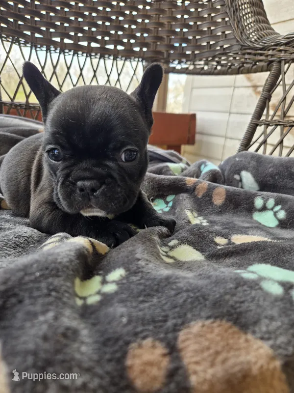 Mac – French Bulldog puppy for sale in Newalla, OK