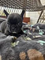 Mac, a male French Bulldog for sale in Newalla, OK – Photo 1 of 4