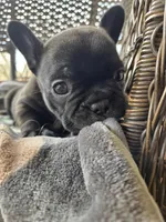 Mac, a male French Bulldog for sale in Newalla, OK – Photo 4 of 4