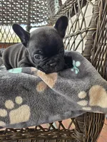 Mac, a male French Bulldog for sale in Newalla, OK – Photo 3 of 4