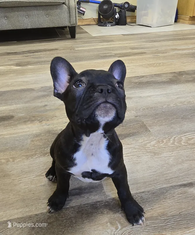 Bella  – French Bulldog puppy for sale in Newalla, OK