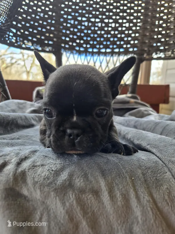 Woody – French Bulldog puppy for sale in Newalla, OK