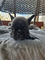 Woody, a male French Bulldog for sale in Newalla, OK – Photo 1 of 5
