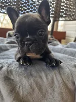 Woody, a male French Bulldog for sale in Newalla, OK – Photo 4 of 5