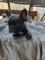 Woody, a male French Bulldog for sale in Newalla, OK – Photo 2 of 5