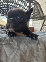 Woody, a male French Bulldog for sale in Newalla, OK – Photo 3 of 5