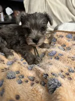 Harvey , a male Miniature Schnauzer for sale in Lancaster, CA – 1 of 1
