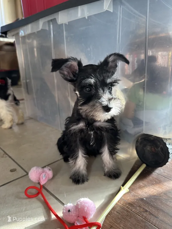 Honey  – Miniature Schnauzer puppy for sale in Lancaster, CA