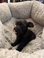 Ivy , a female Miniature Schnauzer for sale in Lancaster, CA – 4 of 5