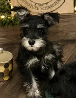 Honey , a female Miniature Schnauzer for sale in Lancaster, CA – 1 of 1