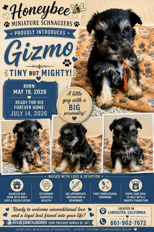 Gizmo  – Miniature Schnauzer puppy for sale in Lancaster, CA
