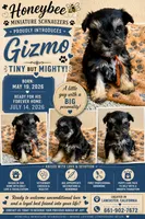 Gizmo , a male Miniature Schnauzer for sale in Lancaster, CA – 1 of 1