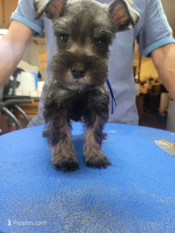 Hudson  – Miniature Schnauzer puppy for sale in Lancaster, CA