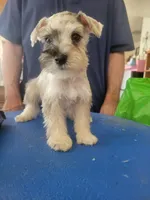 Jinx , a male Miniature Schnauzer for sale in Lancaster, CA – 1 of 3