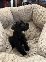 Ivy , a female Miniature Schnauzer for sale in Lancaster, CA – 3 of 5