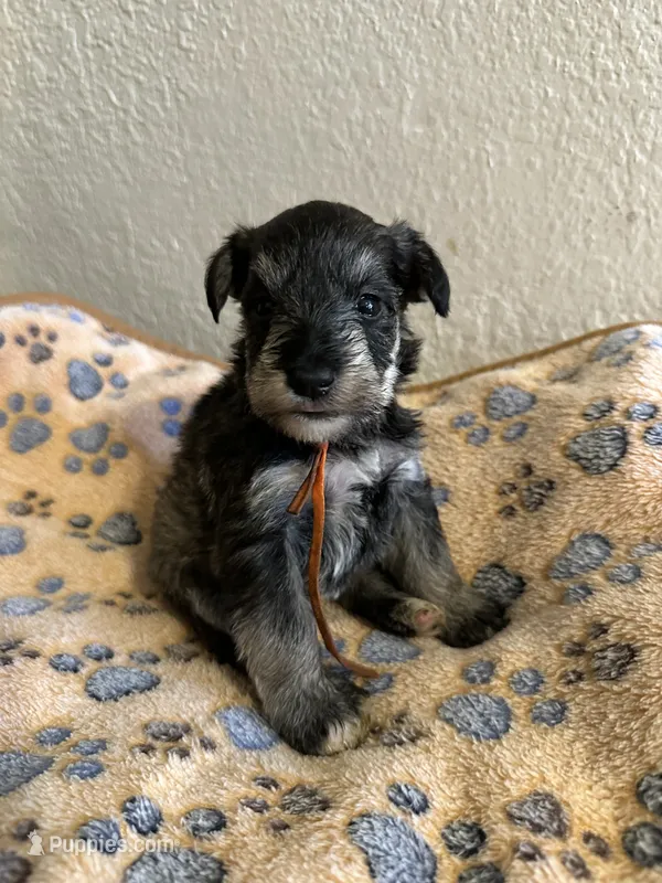 Ivan  – Miniature Schnauzer puppy for sale in Lancaster, CA