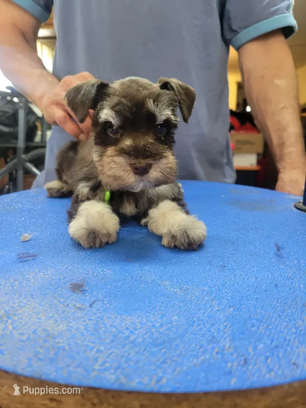 Gibson  – Miniature Schnauzer puppy for sale in Lancaster, CA