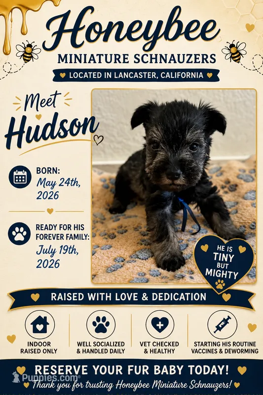 Hudson  – Miniature Schnauzer puppy for sale in Lancaster, CA