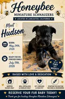 Hudson , a male Miniature Schnauzer for sale in Lancaster, CA – 1 of 1