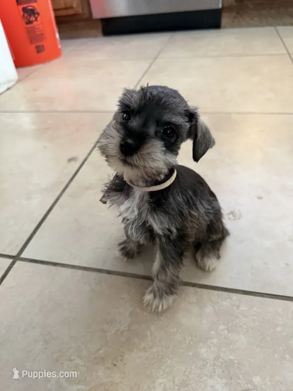 Izabella  – Miniature Schnauzer puppy for sale in Lancaster, CA