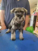 Jagger, a male Miniature Schnauzer for sale in Lancaster, CA – 2 of 2