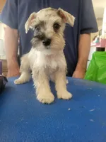 Jinx , a male Miniature Schnauzer for sale in Lancaster, CA – 3 of 3