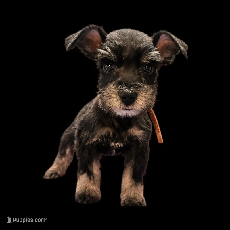 Honey  – Miniature Schnauzer puppy for sale in Lancaster, CA