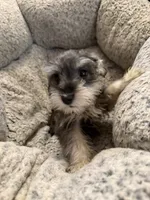 Izabella , a female Miniature Schnauzer for sale in Lancaster, CA – 5 of 6