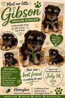 Gibson , a male Miniature Schnauzer for sale in Lancaster, CA – 1 of 1